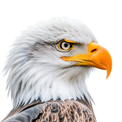 Obraz premium Isolated Majestic Bald Eagle Head in Profile Close Up