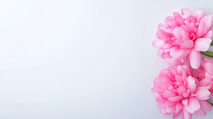 Fototapeta premium Light pink peonies in soft tones, blurred style creates elegant background, concept of holiday greetings for women, beauty and care business theme