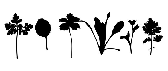 Silhouette Collection of Herb and Leaf Shapes Isolated