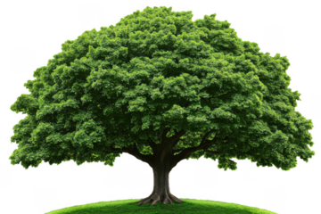 Large, lush tree with broad canopy of vibrant green leaves stands prominently on grassy area, symbolizing nature beauty and tranquility