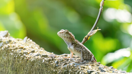 Close-up of a lizard in a garden.