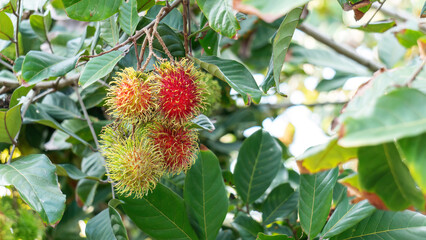 Red rambutan fruit hanging on a rambutan tree.