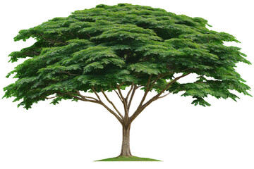 Giant tree with lush green leaves and broad canopy stands tall, symbolizing strength and nature beauty. Its branches spread wide, creating serene and inviting atmosphere