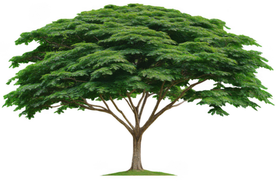 Giant tree with lush green leaves and broad canopy stands tall, symbolizing strength and nature beauty. Its branches spread wide, creating serene and inviting atmosphere