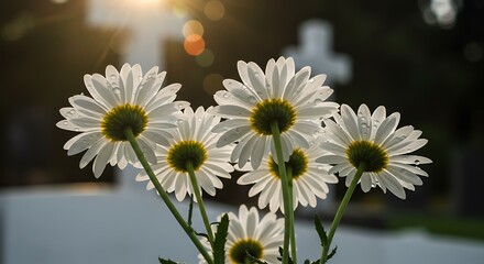 Fototapeta premium Daisies with water droplets lit by sunlight, from a low angle view.