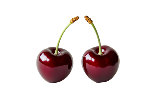 Pair of fresh dark red cherries with stems, cut out transparent