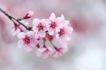 Fototapeta premium Cherry blossoms bloom vibrantly in spring creating a colorful and serene atmosphere