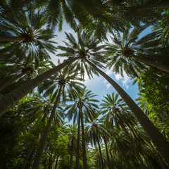 Fototapeta premium Palm Trees Canopy Photo Looking Up To Sky In Tropical Forest