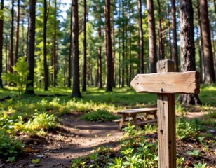 travel blog hero image showing a forest picnic spot marked with a wooden signpost.