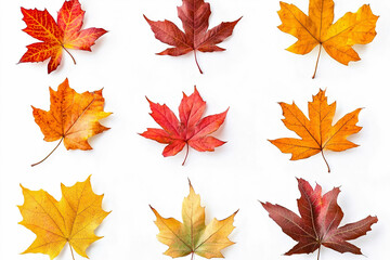 Fototapeta premium Autumn Maple Leaves Collection Isolated on White