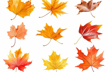 Autumn Maple Leaves Collection on White Background