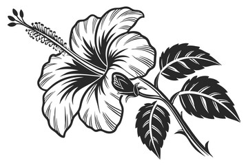 67 Black and white botanical illustration, hibiscus flower, intricate woodcut style, high contrast, detailed petals and leaves, vintage engraving technique, bold linework, tropical floral design, symm