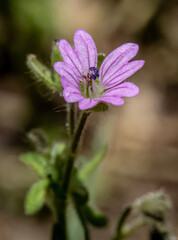 Close-up with small Dovesfoot Geranium ( geranium  molle ) flowers on natural  background. 