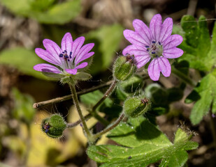Close-up with small Dovesfoot Geranium ( geranium  molle ) flowers on natural  background. 