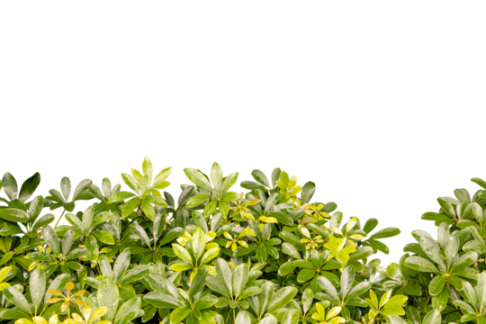 green leaves isolated on white background with space for your text or image