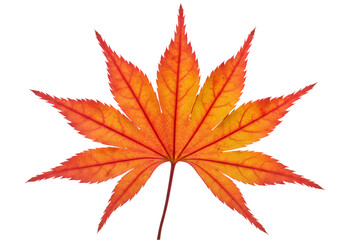 Vibrant Autumn Maple Leaf HighResolution Image isolated on transparent background