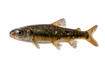 Small Minnow Fish: Detailed Close-up Study in Natural Light