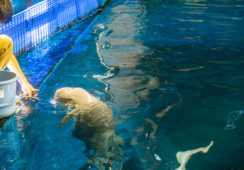 【#水族館】飼育員から餌をもらうスナメリ