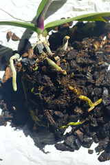 Transplanting a weak orchid plant into a new pot: a close-up photo of the roots with the substrate, vertical photo. Caring for phalaenopsis at home. Hobby: breeding exotic indoor plants.