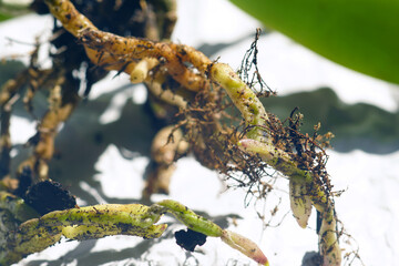 Macro photo of the root system of a phalaenopsis: new green and reddish roots illuminated by sunlight and an old reddish root with substrate particles and pieces of old moss. The process of replanting