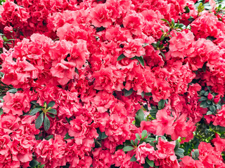 Fototapeta premium Azalea is a group of plants from the genus Rhododendron of the Heather family. 
