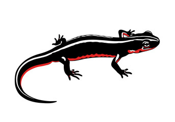 Fototapeta premium Stylized vector drawing of a salamander with black body, red belly, and white stripes. Perfect for herpetology topics, amphibian identification, wildlife posters, and nature-themed design.