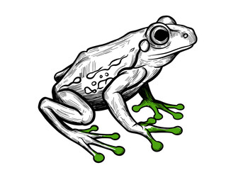 Fototapeta premium Hand-drawn vector image of a frog with stylized textures and vivid green toes. Ideal for nature prints, educational materials, biology topics, or eco-themed designs.