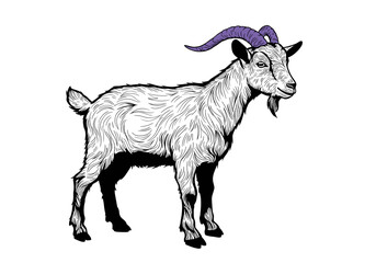 Detailed vector of a white goat with purple horns and textured fur. Ideal for farm-themed graphics, children&rsquo;s books, educational content, and agricultural branding.
