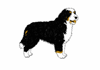 Stylized Bernese dog drawn in bold strokes with warm orange details, ideal for posters, pet brands, dog shelters, ethical campaigns and minimalist decor.