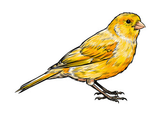 Stylized canary in black stroke lines with vibrant yellow highlights. Great for pet adoption, music-inspired visuals, spring-themed illustrations, and minimalist eco projects with strong appeal.
