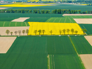 Aerial drone view of beautiful yellow fields rapeseed.Village country farming shapes in fields....
