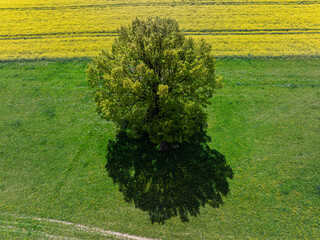 Aerial drone view of beautiful yellow fields rapeseed.Village country farming shapes in fields....