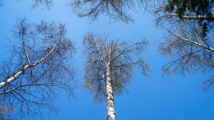 Spring birch trees against a bright blue sky, captured from a low angle showcasing their fresh leaves and towering beauty