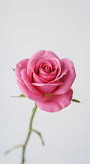 Photo Pink Rose Blossom White Background Macro