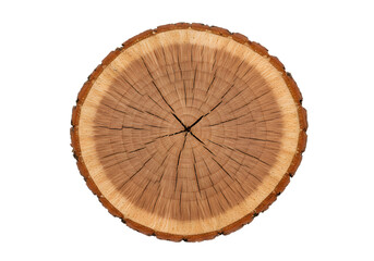 Photorealistic Wood Slice Cross Section with Growth Rings