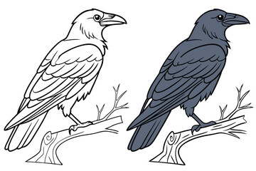 76 Cartoon crows, side-by-side comparison, black and white outline, colored illustration, corvid anatomy, detailed feathers, sharp beaks, intelligent eyes, perched birds, educational diagram, ornithol