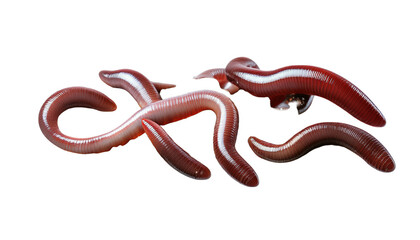 Obraz premium Realistic Brown Worms on Transparent Background
