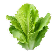 Fresh Green Lettuce for Healthy Meals