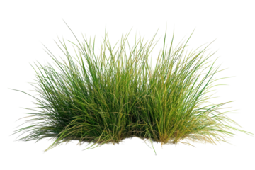 Tufts of green grass plants