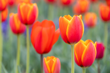 Fototapeta premium In a park garden, I discovered garden tulips with red petals bordered by yellow.