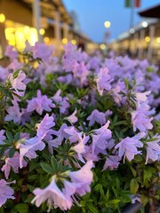 夕暮れに咲くピンクのツツジの花4