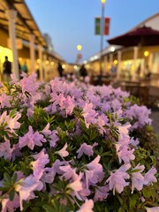 夕暮れに咲くピンクのツツジの花2