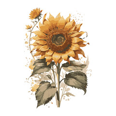 sunflower on white background