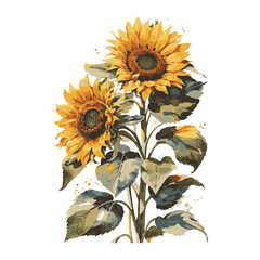 sunflowers on white background