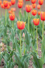 In a park garden, I discovered garden tulips with red petals bordered by yellow.