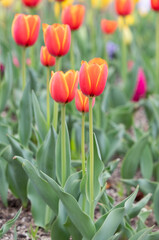 In a park garden, I discovered garden tulips with red petals bordered by yellow.