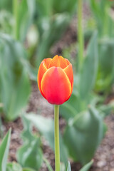 In a park garden, I discovered garden tulips with red petals bordered by yellow.
