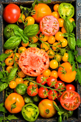 Fresh colored organic tomatoes. A set of tomatoes on a tray. Top view.