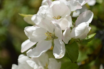 Obraz premium Stunning close-up captures the soft, delicate beauty of white apple blossoms in spring.