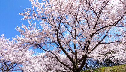 Naklejka premium Blossoming Cherry Trees: Delicate Petals Dancing in Sunlight, A Springtime Spectacle.